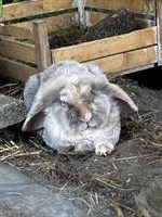 Kaninchen-Paar in Aussenhaltung mit Zubehör abzugeben