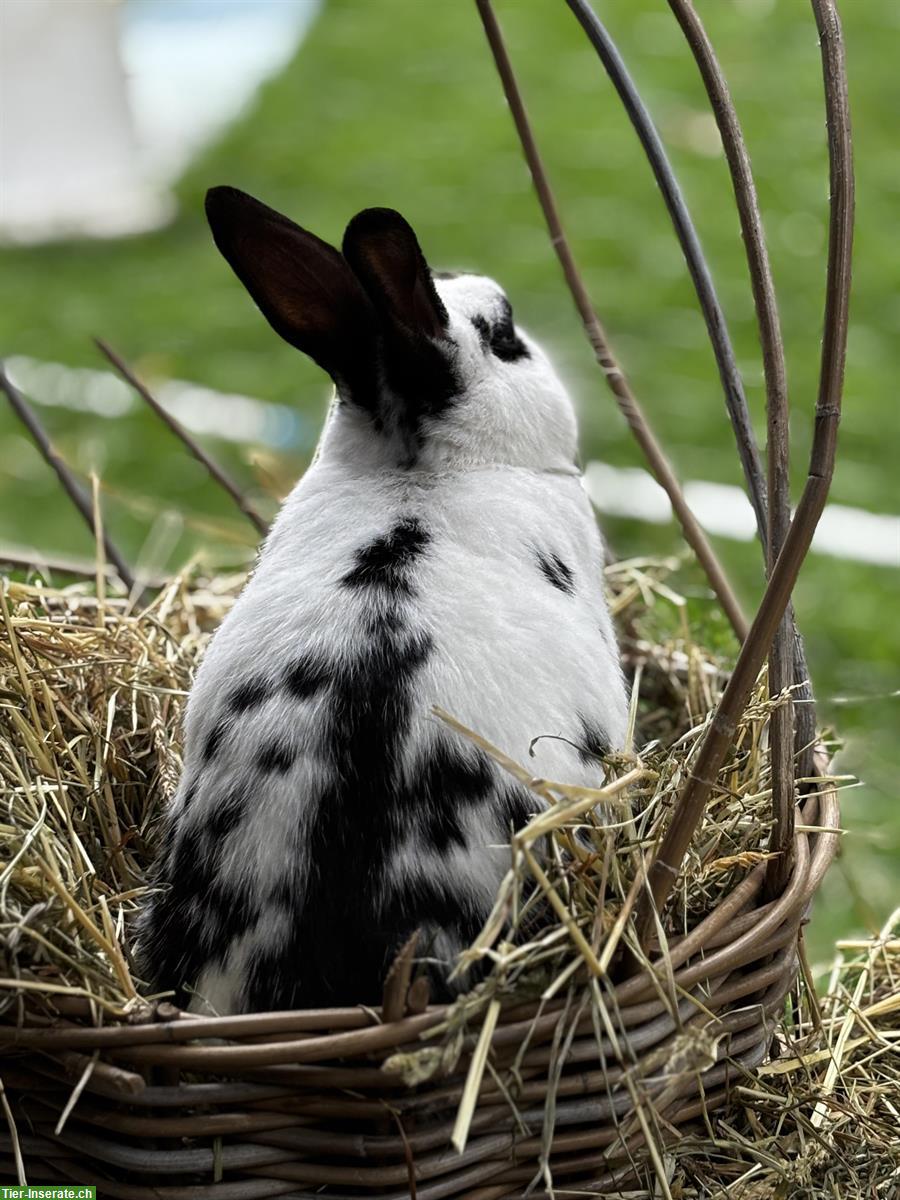 Bild 3: Kaninchen-Paar in Aussenhaltung mit Zubehör abzugeben