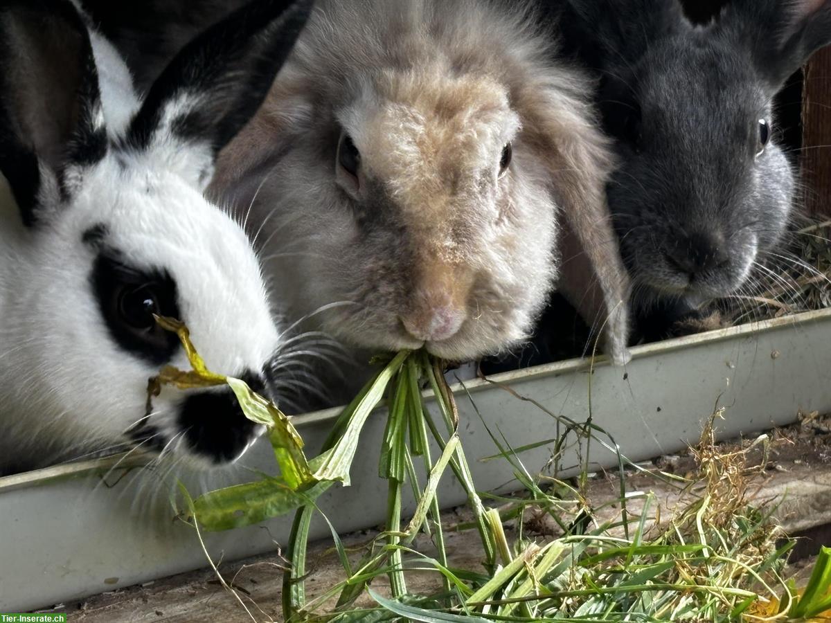 Bild 4: Kaninchen-Paar in Aussenhaltung mit Zubehör abzugeben