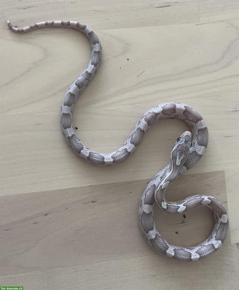 Kornnatter, Lavender Morph