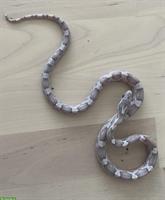 Kornnatter, Lavender Morph