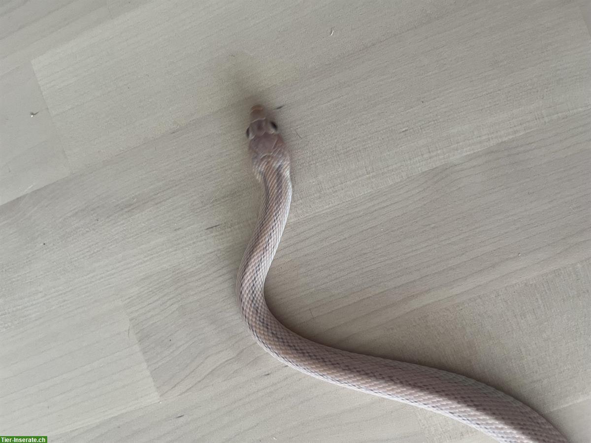 Bild 2: Kornnatter, Stiped Hypo Lavender Morph