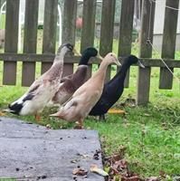 2 junge Laufenten Paare zu verkaufen