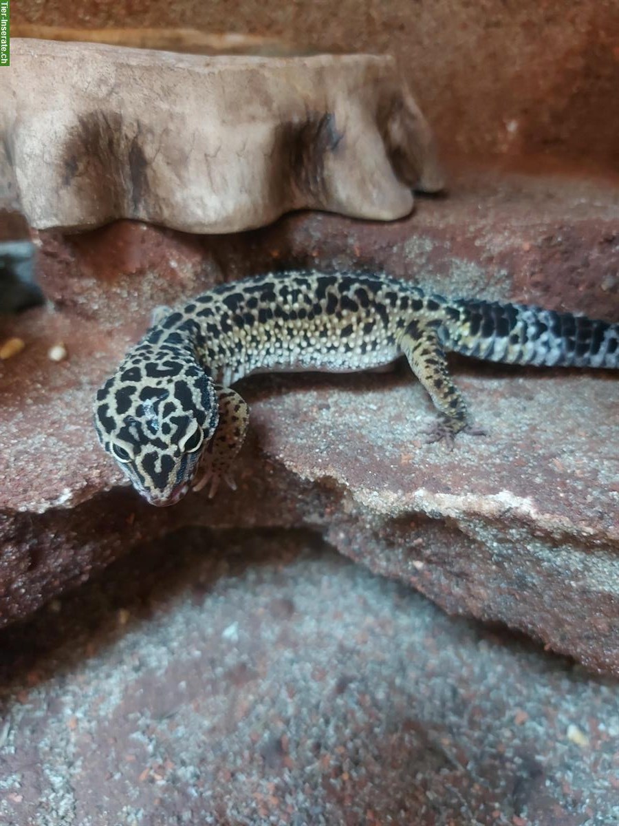 4 Leopardgeckos (Weibchen) + Terrarium mit Zubehör