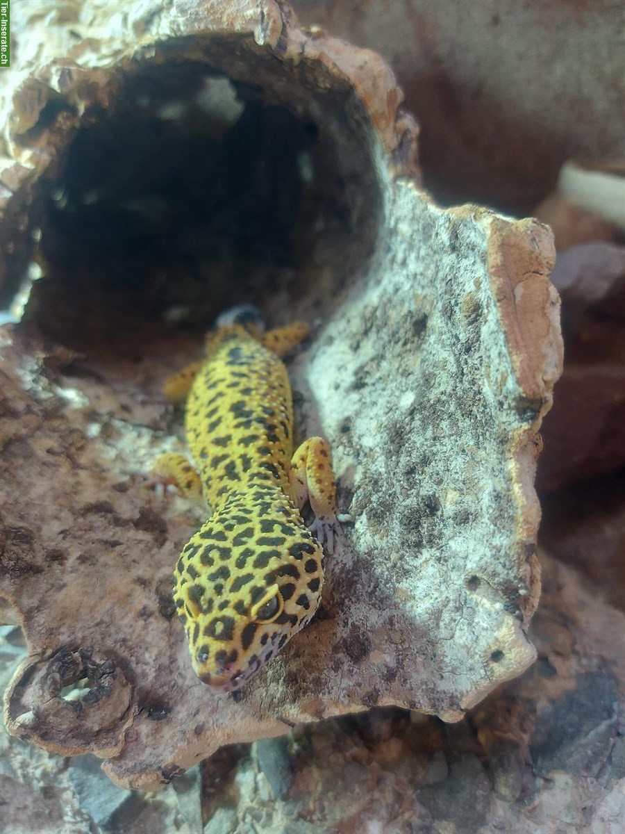 Bild 2: 4 Leopardgeckos (Weibchen) + Terrarium mit Zubehör