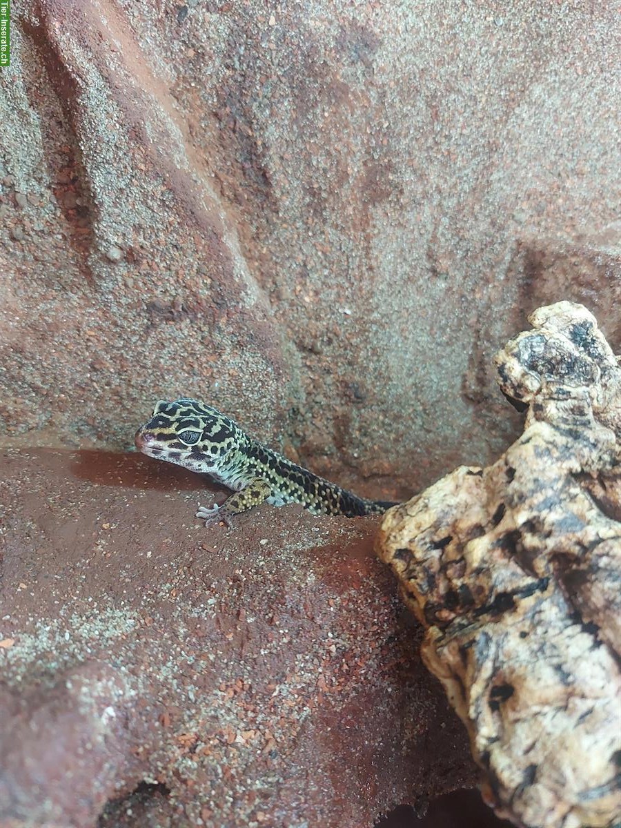 Bild 3: 4 Leopardgeckos (Weibchen) + Terrarium mit Zubehör
