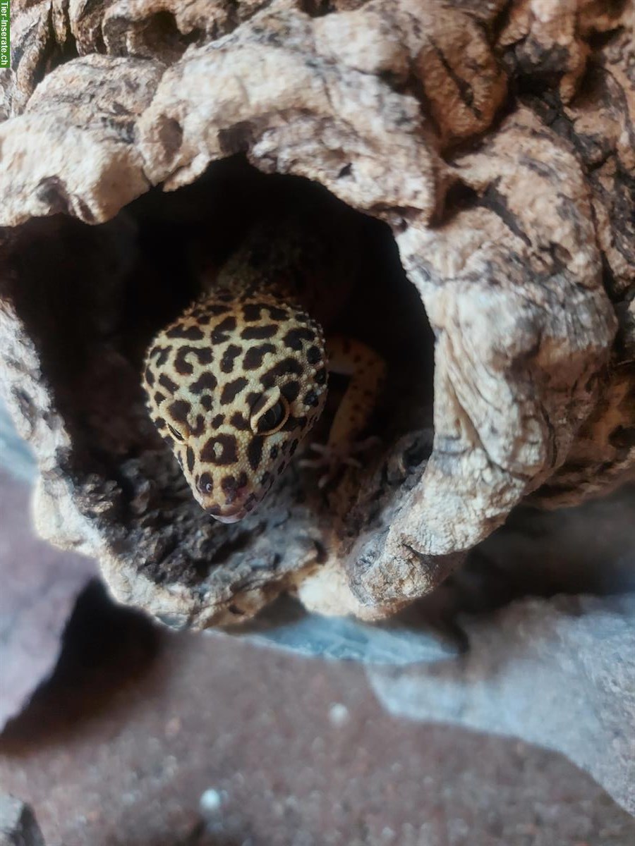 Bild 4: 4 Leopardgeckos (Weibchen) + Terrarium mit Zubehör