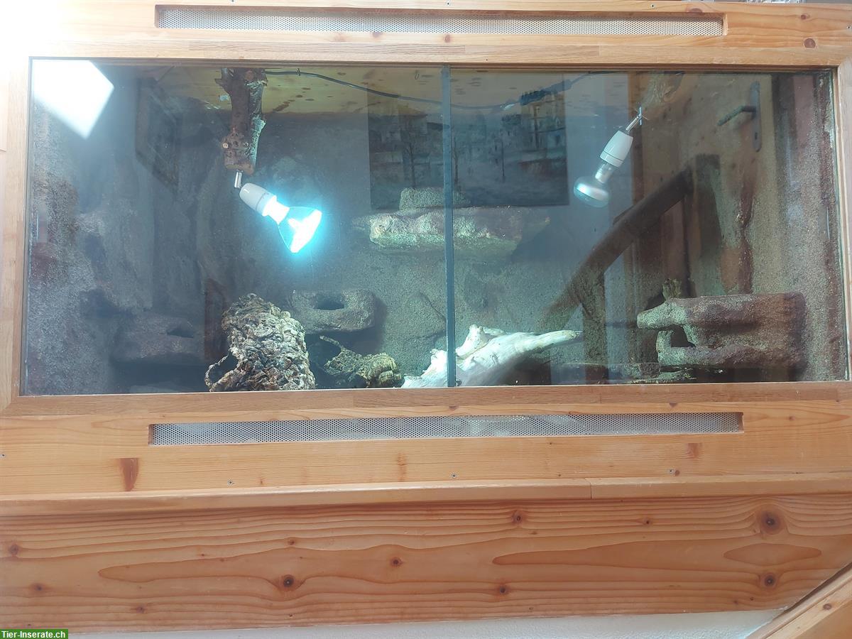 Bild 5: 4 Leopardgeckos (Weibchen) + Terrarium mit Zubehör