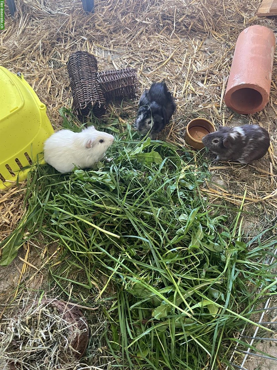6 Meerschweinchen, männlich, zu verkaufen