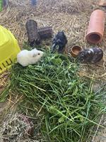 6 Meerschweinchen, männlich, zu verkaufen
