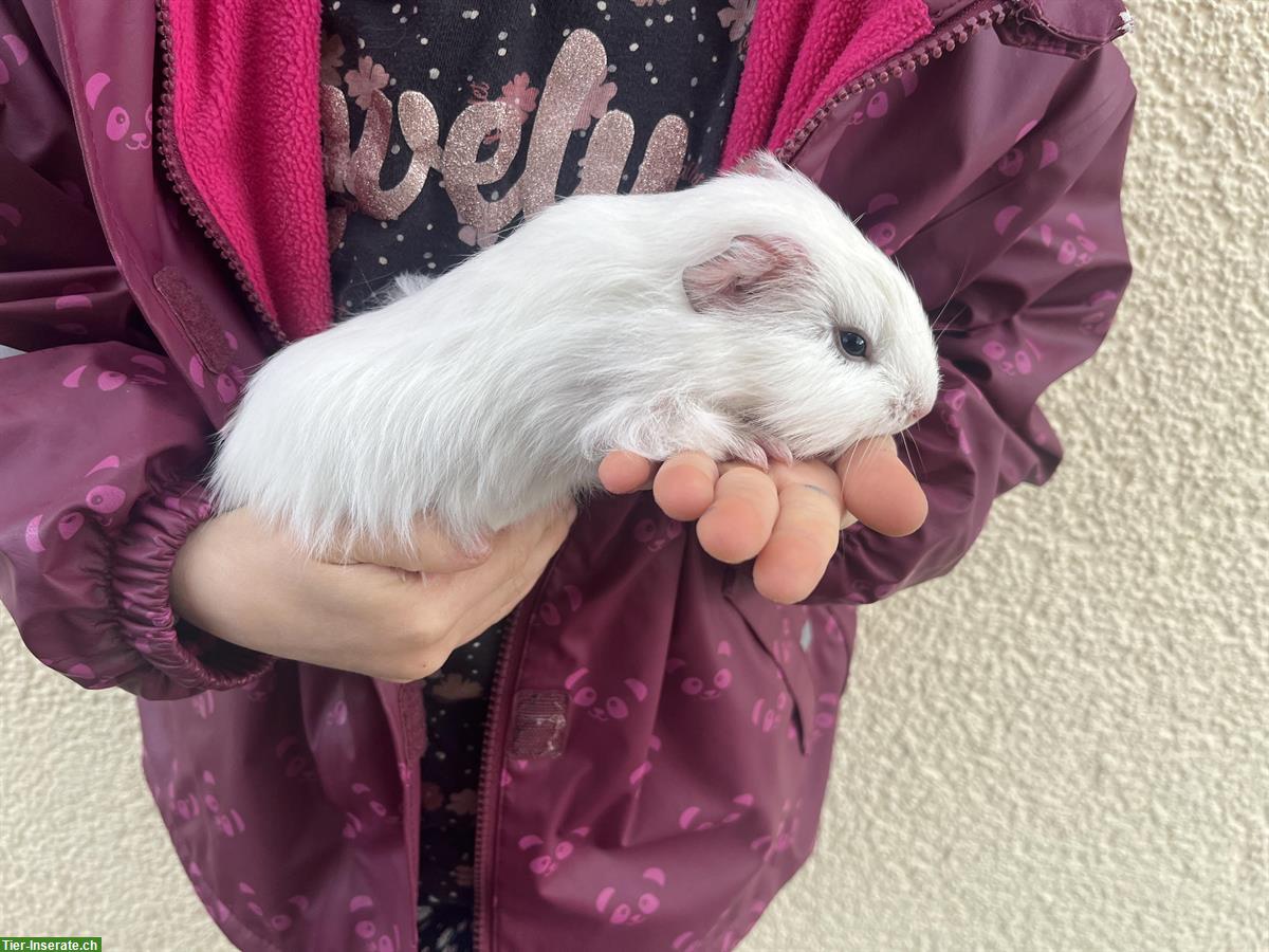 Bild 2: 6 Meerschweinchen, männlich, zu verkaufen