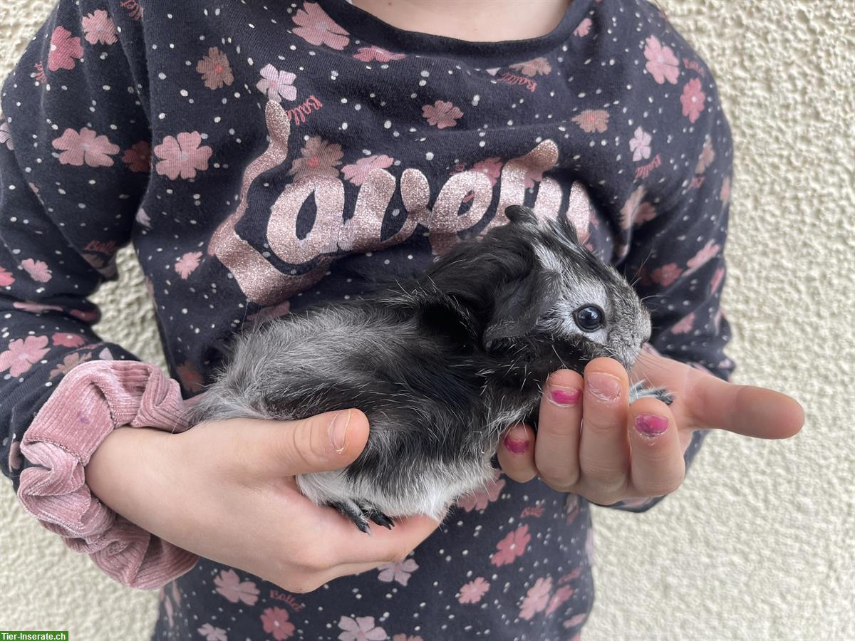 Bild 3: 6 Meerschweinchen, männlich, zu verkaufen