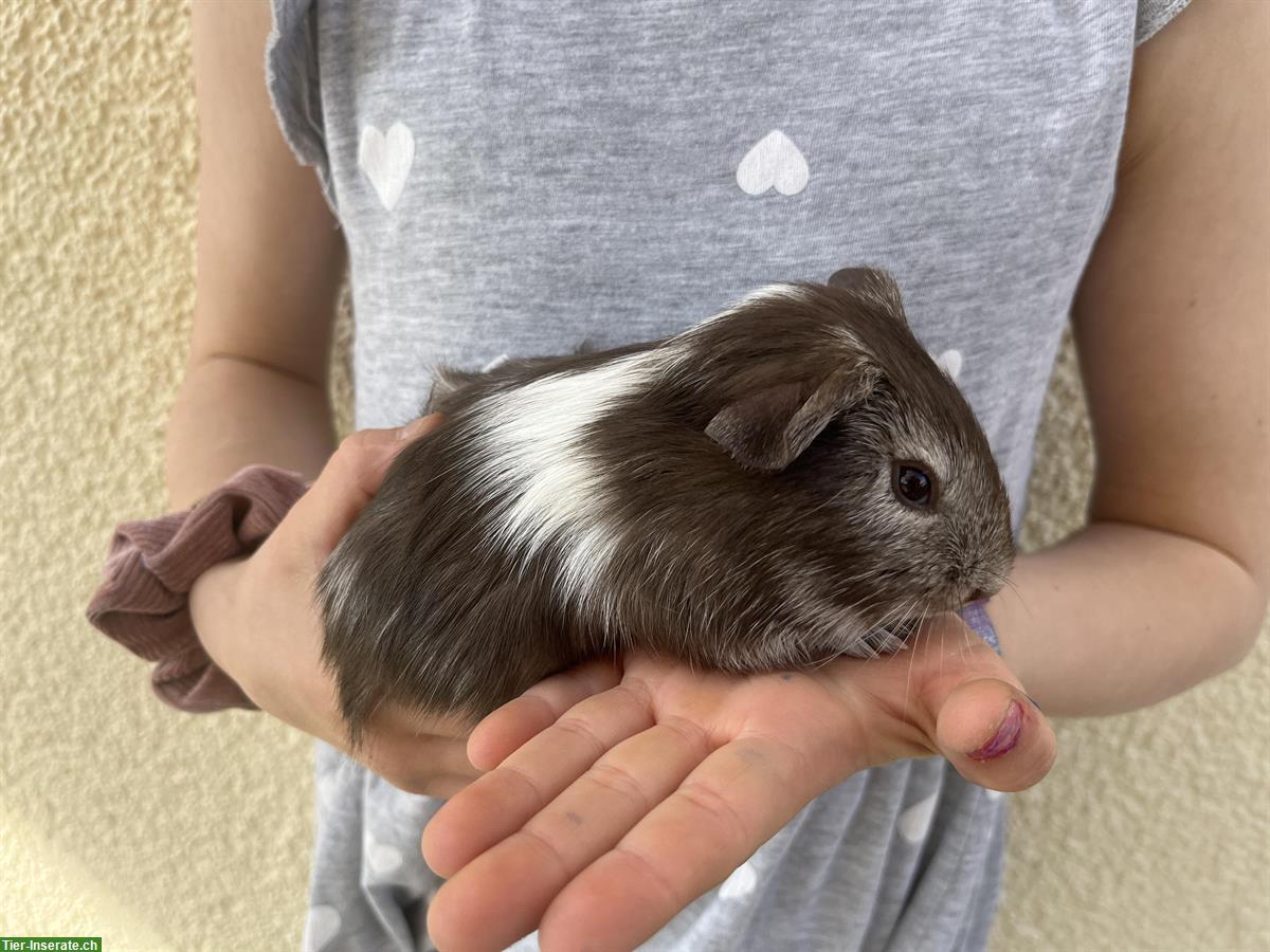 Bild 4: 6 Meerschweinchen, männlich, zu verkaufen