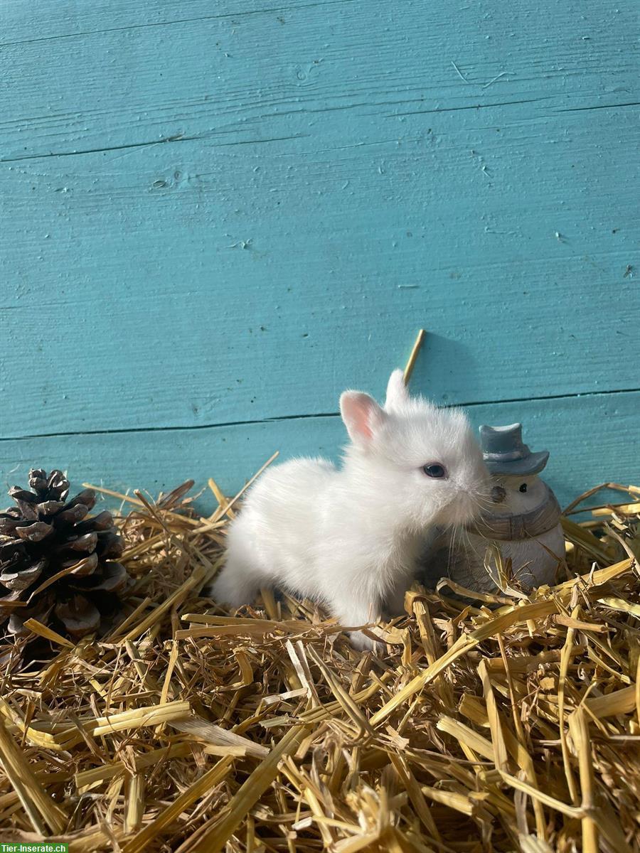 Bild 5: Junge Löwenkopf und Farbenzwerge Kaninchen, handzahm