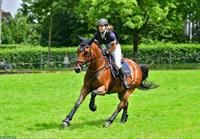 Schweizer Warmblut Wallach, 13-jährig, Dressur, Springen, Freizeit