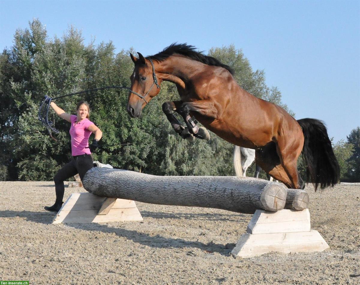 Bild 2: Schweizer Warmblut Wallach, 13-jährig, Dressur, Springen, Freizeit