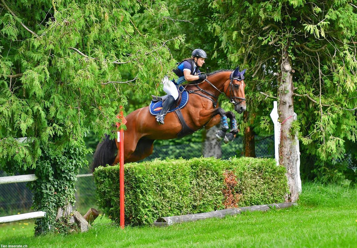 Bild 3: Schweizer Warmblut Wallach, 13-jährig, Dressur, Springen, Freizeit