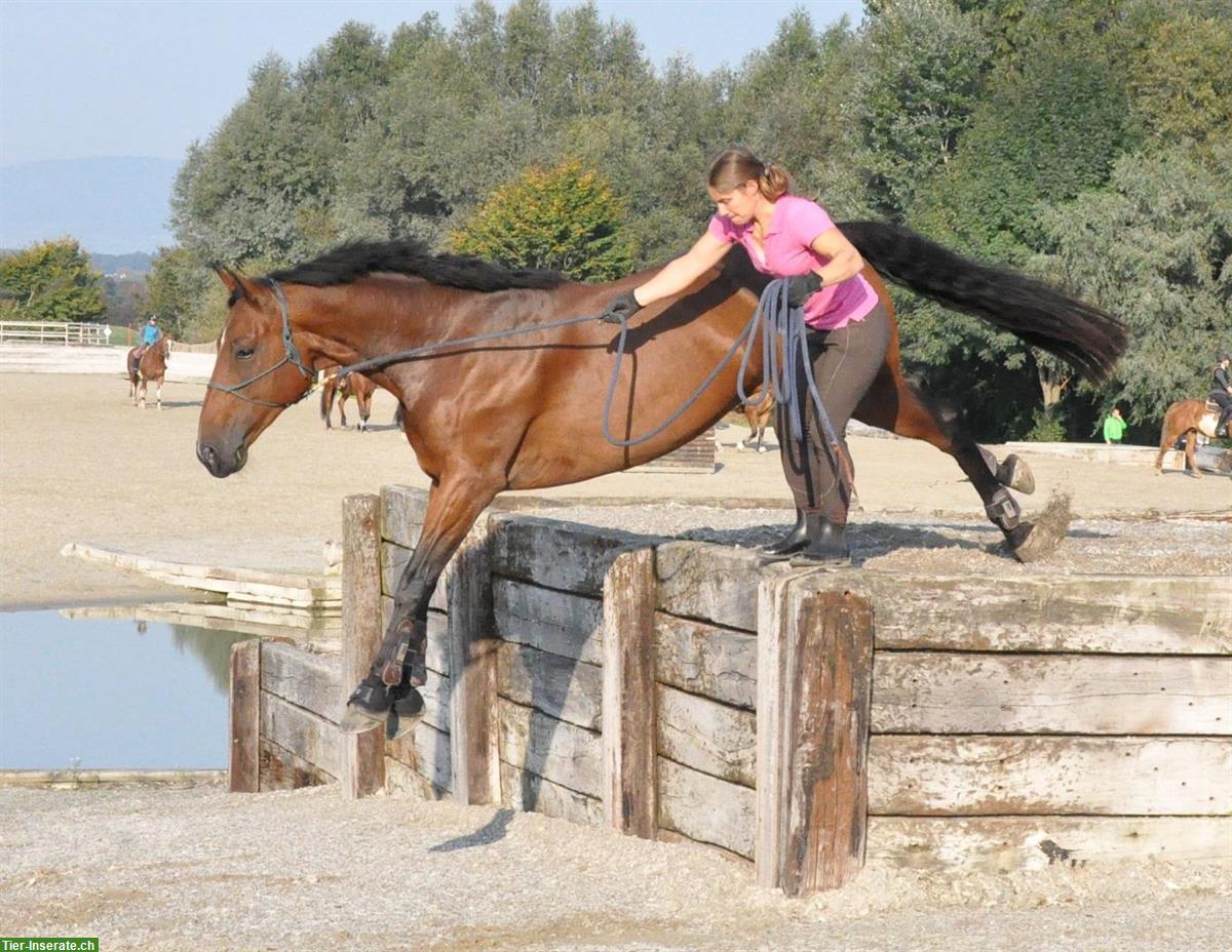 Bild 4: Schweizer Warmblut Wallach, 13-jährig, Dressur, Springen, Freizeit
