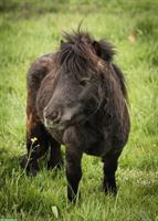 🦄 Ponypower-Team ans Futter mit Übernahmeoption 🦄
