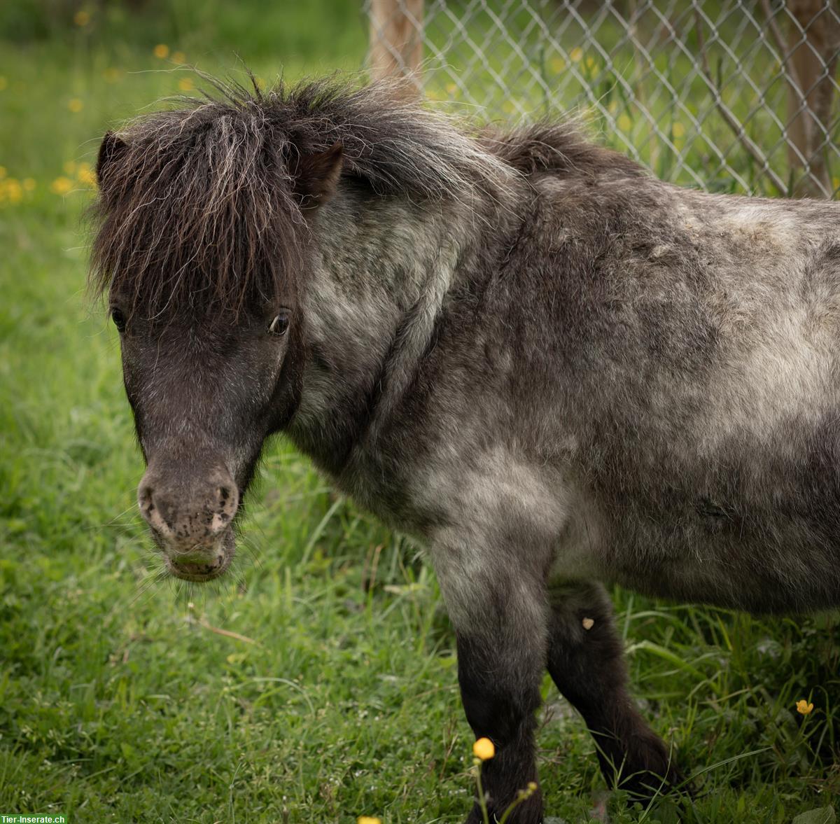 Bild 2: 🦄 Ponypower-Team ans Futter mit Übernahmeoption 🦄