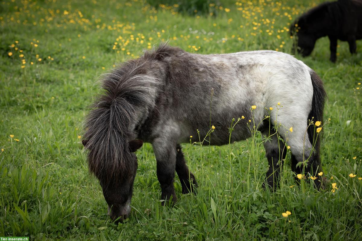 Bild 3: 🦄 Ponypower-Team ans Futter mit Übernahmeoption 🦄