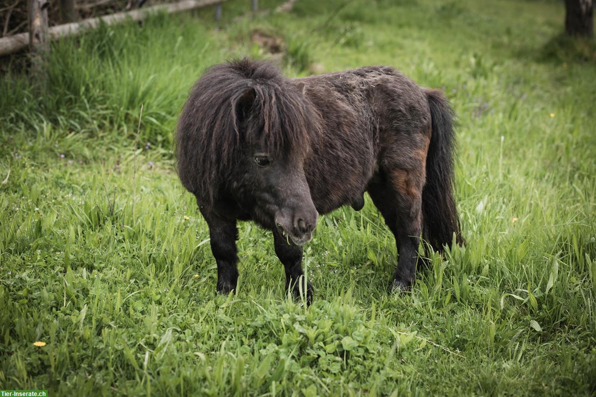 Bild 4: 🦄 Ponypower-Team ans Futter mit Übernahmeoption 🦄