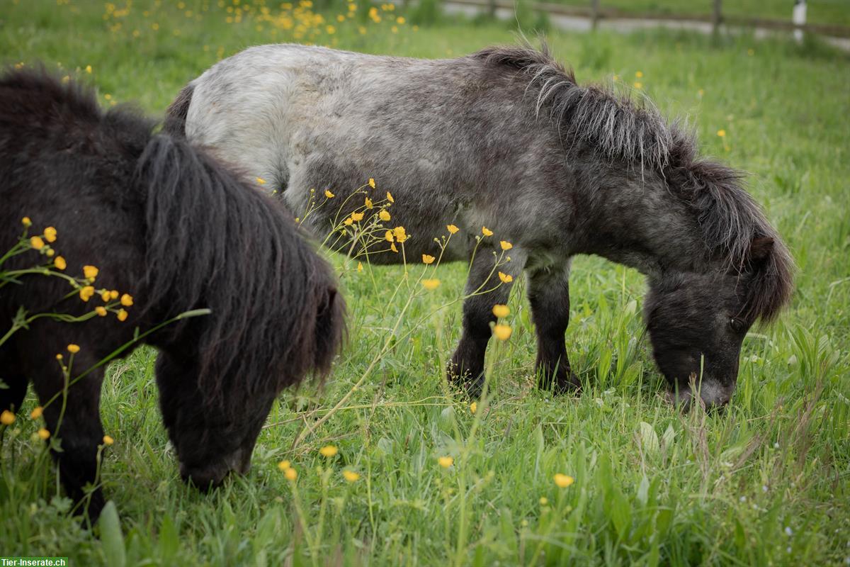 Bild 5: 🦄 Ponypower-Team ans Futter mit Übernahmeoption 🦄