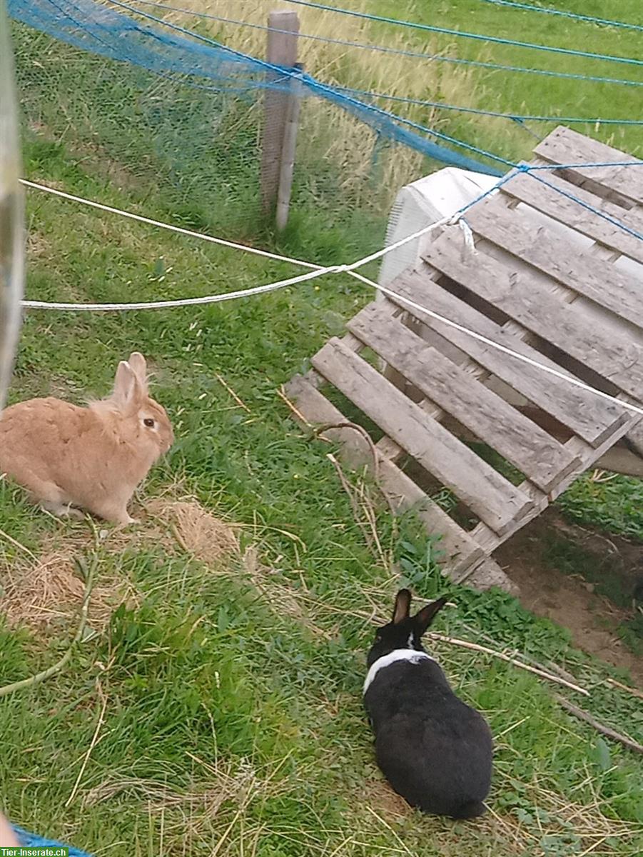 2 Zwergkaninchen suchen Zuhause mit Freiluftgehege