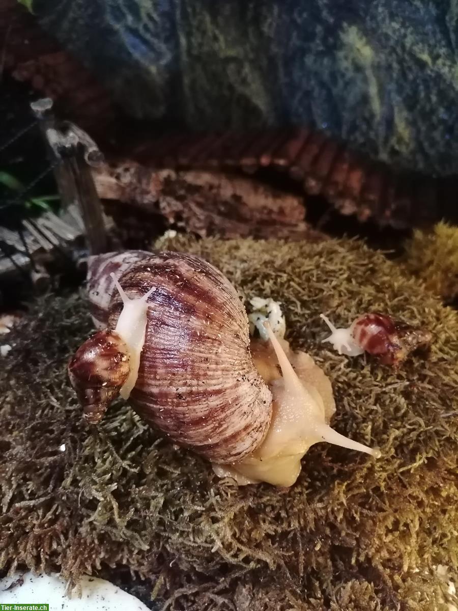 Achatschnecken, Lissachatina Reticulata zu verkaufen