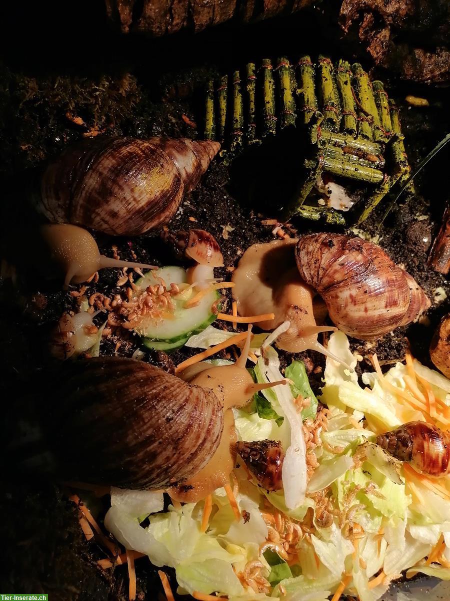 Bild 2: Achatschnecken, Lissachatina Reticulata zu verkaufen