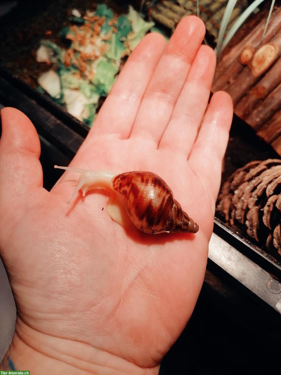Bild 5: Achatschnecken, Lissachatina Reticulata zu verkaufen