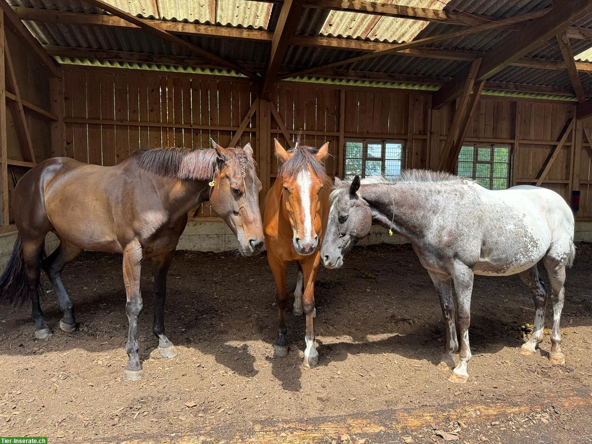 Aktivstall in 8577 Schönholzerswilen im Thurgau