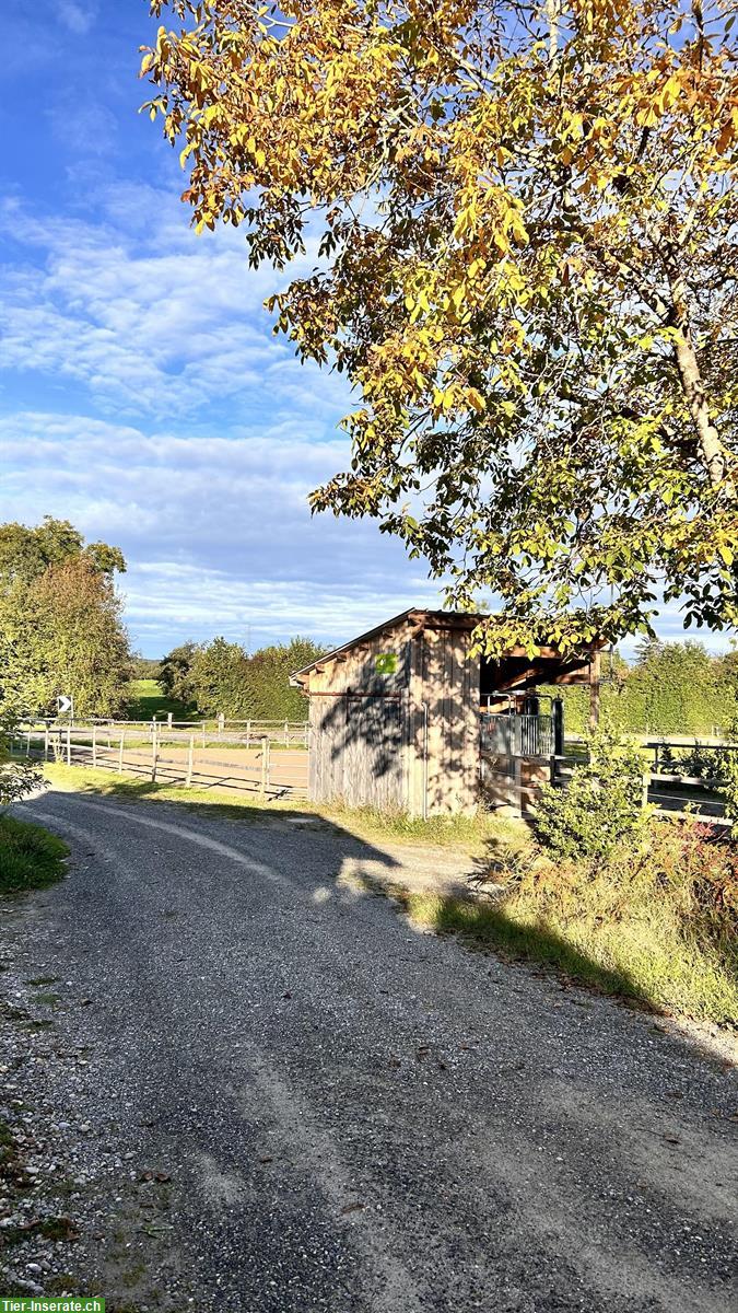 Bild 2: Aktivstall in 8577 Schönholzerswilen im Thurgau