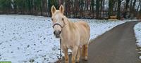 GRATIS: Quarter Horse Stute, 20-jährig, sucht Lebensplatz