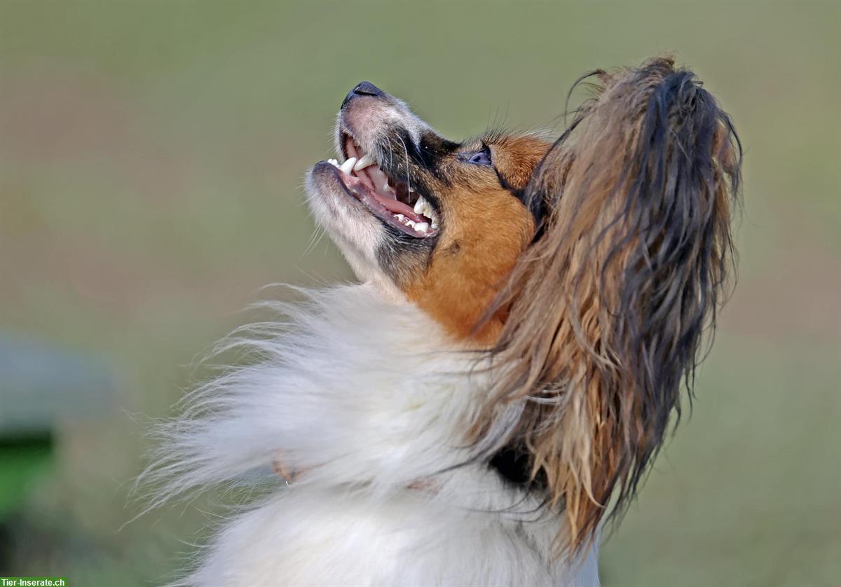 5-jährige Papillon Hündin zu verkaufen