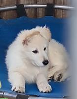 AC weisse Schäferhund Welpen, weiblich