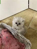 Perser Kitten, stubenrein und bestens sozialisiert