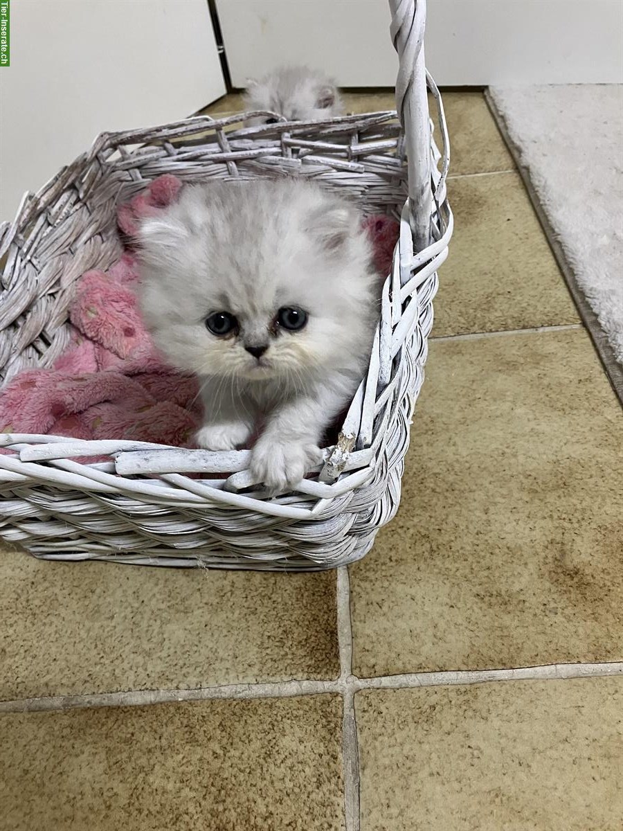Bild 2: Perser Kitten, stubenrein und bestens sozialisiert