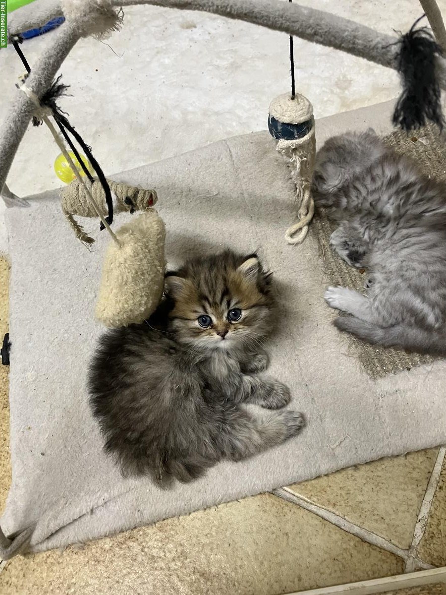 Bild 3: Perser Kitten, stubenrein und bestens sozialisiert