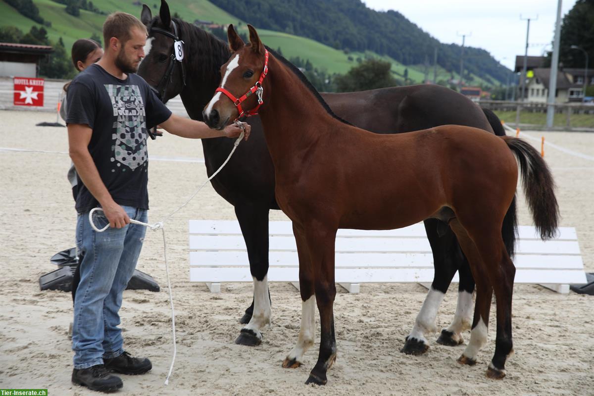 Bild 3: Freiberger Hengstfohlen mit gesundem Temperament