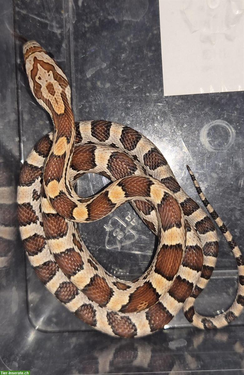 Bild 4: Kornnattern-Babys zu verkaufen, handzahm und futterfest