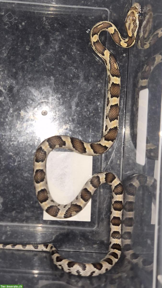 Bild 5: Kornnattern-Babys zu verkaufen, handzahm und futterfest