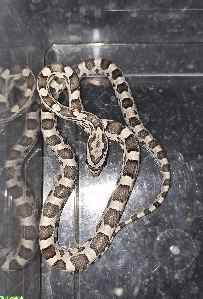 Bild 6: Kornnattern-Babys zu verkaufen, handzahm und futterfest