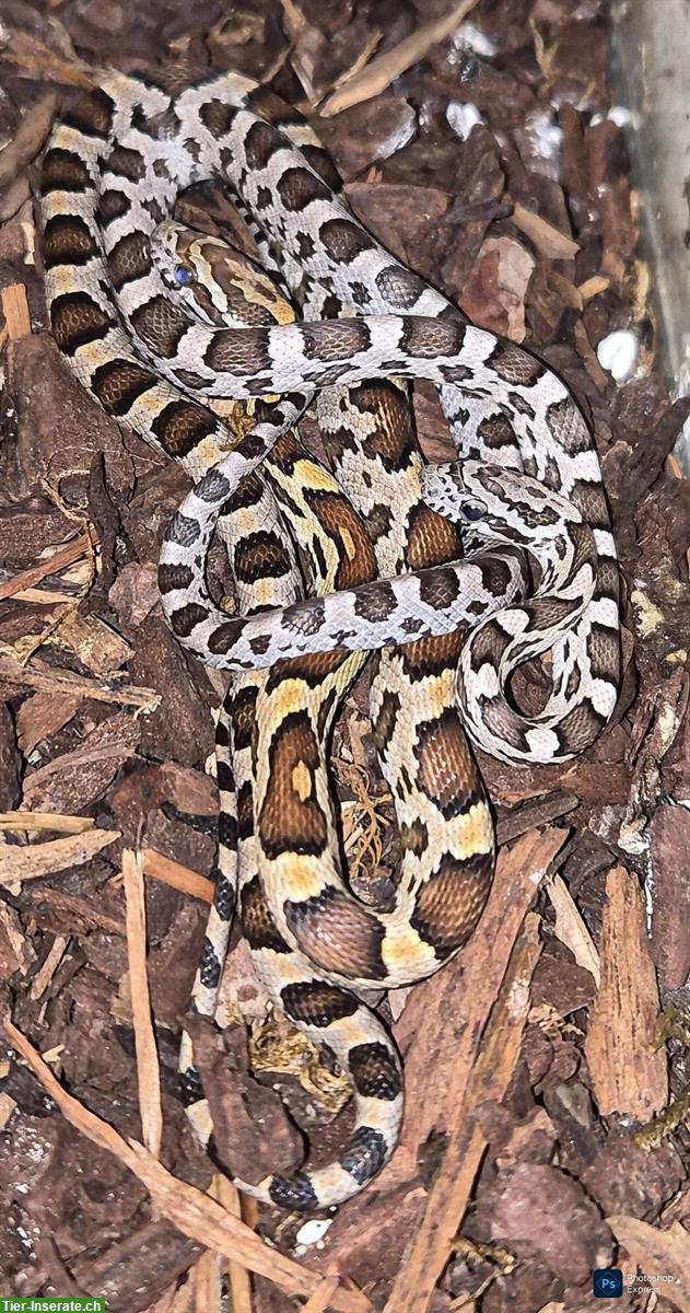 Bild 7: Kornnattern-Babys zu verkaufen, handzahm und futterfest