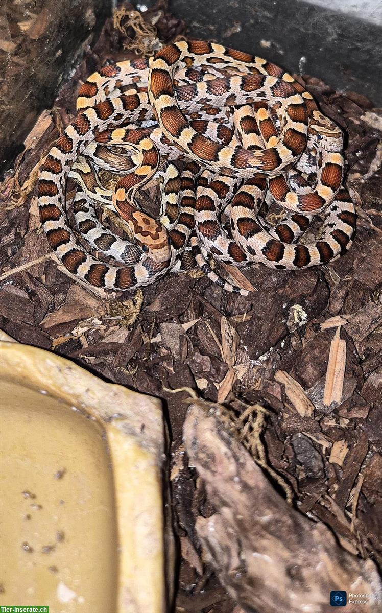 Bild 8: Kornnattern-Babys zu verkaufen, handzahm und futterfest