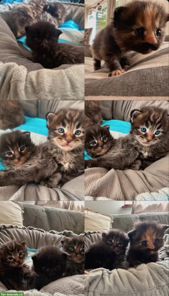 Maine Coon Kitten suchen ein Zuhause