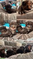 Maine Coon Kitten suchen ein Zuhause