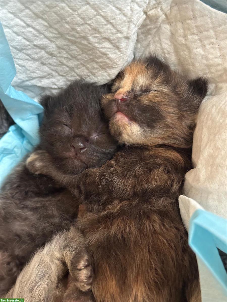 Bild 2: Maine Coon Kitten suchen ein Zuhause