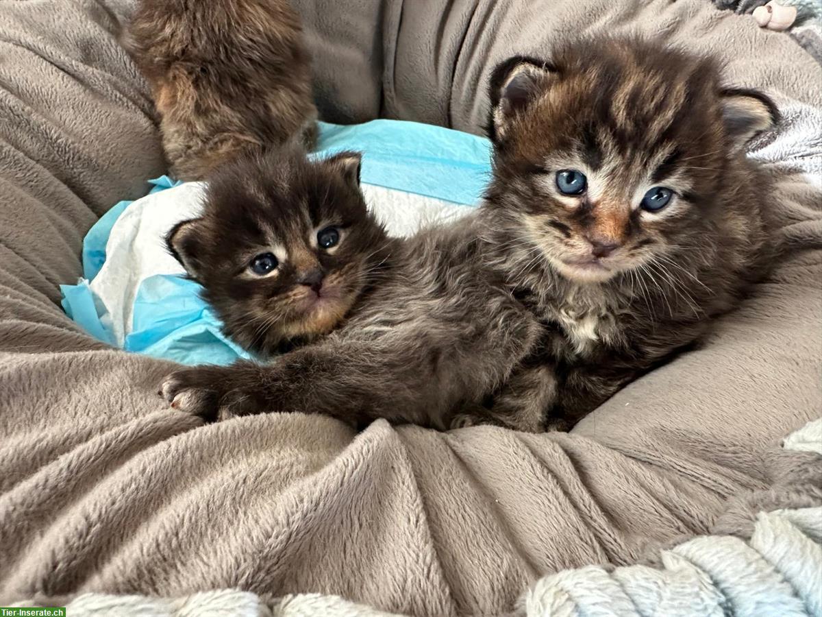 Bild 4: Maine Coon Kitten suchen ein Zuhause