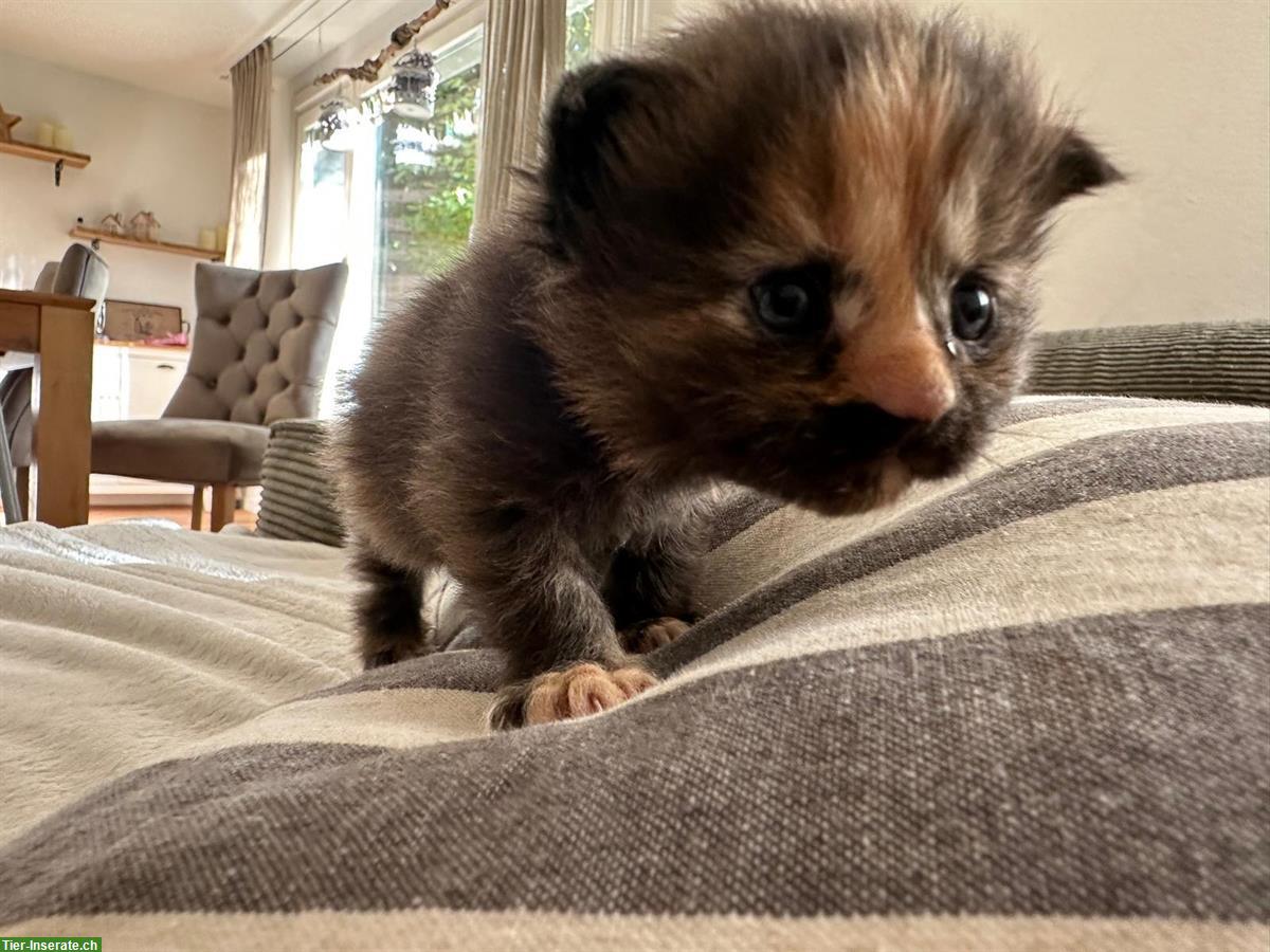 Bild 5: Maine Coon Kitten suchen ein Zuhause